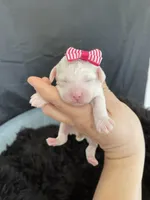 Akc Clear Girl, a female Poodle - Miniature  for sale in Campbell, TX – Photo 2 of 10