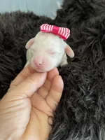 Akc Clear Girl, a female Poodle - Miniature  for sale in Campbell, TX – Photo 8 of 10