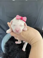Akc Clear Girl, a female Poodle - Miniature  for sale in Campbell, TX – Photo 1 of 10