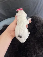 Akc Clear Girl, a female Poodle - Miniature  for sale in Campbell, TX – Photo 7 of 10