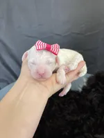 Akc Clear Girl, a female Poodle - Miniature  for sale in Campbell, TX – Photo 3 of 10