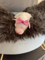 Akc Clear Girl, a female Poodle - Miniature  for sale in Campbell, TX – Photo 6 of 10