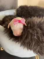 Akc Clear Girl, a female Poodle - Miniature  for sale in Campbell, TX – Photo 4 of 10