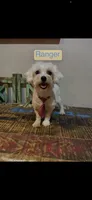 Maltipoo! Girl! Yellow bow! 💛, a female Maltipoo for sale in Campbell, TX – 9 of 10
