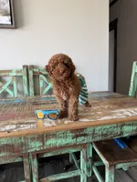 Akc Clear 🧬 Tested Red Poodle Boy 💙 bb, a male Poodle - Toy  for sale in Campbell, TX – 5 of 10