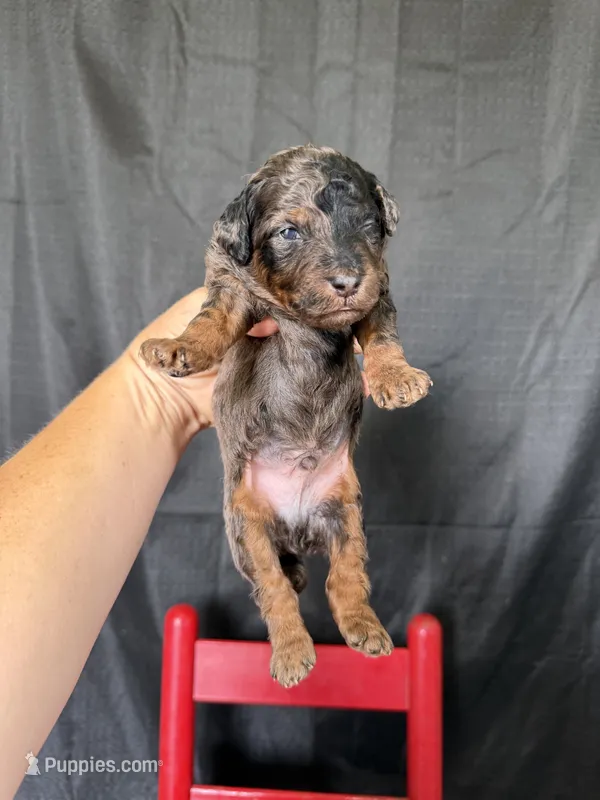 Akc Clear Blue Merle Phantom Boy 💙 – Poodle - Miniature  puppy for sale in Campbell, TX