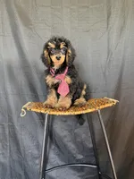 Akc 🧬 Tested Clear Black Phantom Boy 💙, a male Poodle - Miniature  for sale in Campbell, TX – 10 of 10