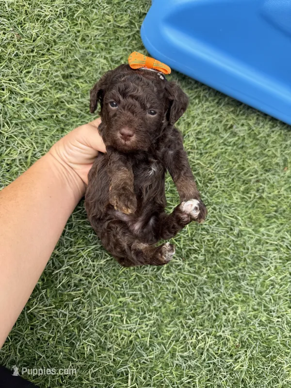 Akc Clear 🧬 tested Chocolate Phantom 🩷 – Poodle - Miniature  puppy for sale in Campbell, TX