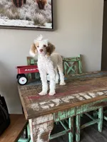 Akc 🧬 Tested Clear AtAt KyKy S/S bb girl , a female Poodle - Miniature  for sale in Campbell, TX – 7 of 10