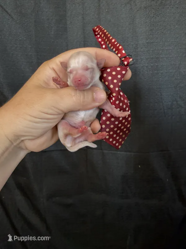 Cali’s Maltipoo! Red Tie – Maltipoo puppy for sale in Campbell, TX