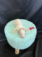 Akc Clear 🧬 tested Chocolate Phantom Parti , a female Poodle - Miniature  for sale in Campbell, TX – 6 of 10