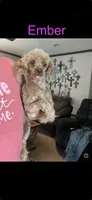 Maltipoo! Pink Bow! Girl! 🩷, a female Maltipoo for sale in Campbell, TX – 2 of 9