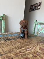 Akc Red Toy Poodle Boy, a male Poodle - Toy  for sale in Campbell, TX – 10 of 10