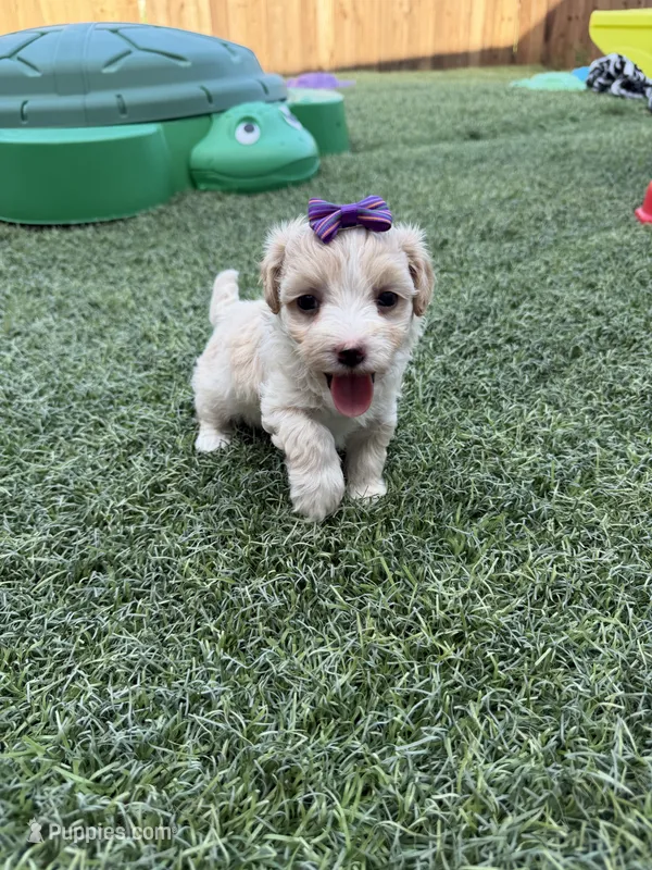 Maltipoo! Purple Bow 💜 – Maltipoo puppy for sale in Campbell, TX