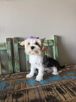 Blue Merle Parti Blue eyes Olive, a female Yorkshire Terrier for sale in Campbell, TX – 9 of 10