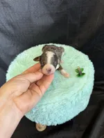 Akc Clear 🧬 tested Blue Merle Phantom Parti Girl, a female Poodle - Miniature  for sale in Campbell, TX – 8 of 10