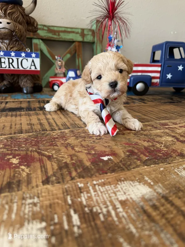 Maltipoo Boy 💙 – Maltipoo puppy for sale in Campbell, TX