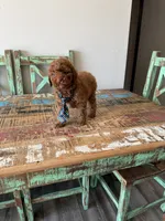 Akc Clear 🧬 Tested Red Poodle Boy 💙, a male Poodle - Miniature  for sale in Campbell, TX – 6 of 10