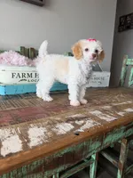 Akc Clear 🧬 Tested Chocolate Phantom Parti 🩷, a female Poodle - Toy  for sale in Campbell, TX – 6 of 10