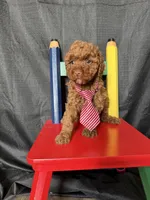 Akc Clear Red Toy Poodle Boy 💙 Brown Based, a male Poodle - Toy  for sale in Campbell, TX – 4 of 10