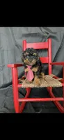 Akc Tiny Black Phantom Boy 💙, a male Poodle - Toy  for sale in Campbell, TX – 10 of 10