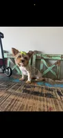 Merle with 2 Blue eyes Pickle, a female Yorkshire Terrier for sale in Campbell, TX – 7 of 10