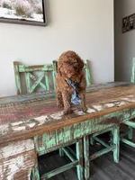 Akc Clear 🧬 Tested Red Poodle Boy 💙, a male Poodle - Miniature  for sale in Campbell, TX – 9 of 10
