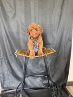 Akc Clear 🧬 Tested Red Poodle Boy 💙 bb, a male Poodle - Miniature  for sale in Campbell, TX – 4 of 10