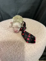 Maltipoo Boy! Black Tie! 🖤, a male Maltipoo for sale in Campbell, TX – 4 of 6