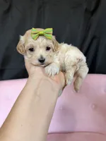 Barbies only Maltipoo Girl! Green Bow 💚, a female Maltipoo for sale in Campbell, TX – 2 of 9