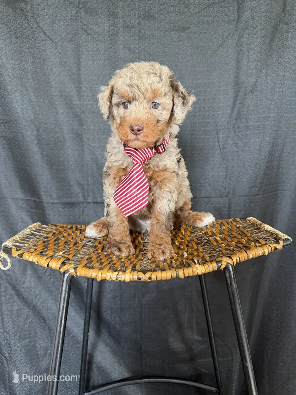 Akc Clear Chocolate Merle Phantom Red Tie – Poodle - Miniature  puppy for sale in Campbell, TX