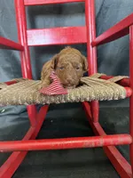 Akc 🧬 Clear Red bb Boy 💙, a male Poodle - Toy  for sale in Campbell, TX – 6 of 10