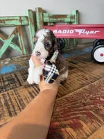 Akc Clear 🧬 tested Blue Merle Parti Stripes Tie, a male Poodle - Miniature  for sale in Campbell, TX – 6 of 10