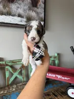 Akc Clear 🧬 tested Blue Merle Parti Stripes Tie, a male Poodle - Miniature  for sale in Campbell, TX – 8 of 10