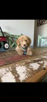 Meet Ollie! Akc Clear 🧬 At/At Ky/Ky b/b e/e N/S, a male Poodle - Miniature  for sale in Campbell, TX – 8 of 10