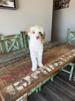Akc Clear 🧬 Tested Chocolate Phantom Parti 🩷, a female Poodle - Miniature  for sale in Campbell, TX – 6 of 10