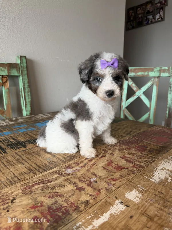 Akc Clear 🧬 Tested Blue Merle Phantom Parti Partial Blue eye – Poodle - Miniature  puppy for sale in Campbell, TX