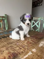 Akc Clear 🧬 Tested Blue Merle Phantom Parti Partial Blue eye, a female Poodle - Miniature  for sale in Campbell, TX – 1 of 10