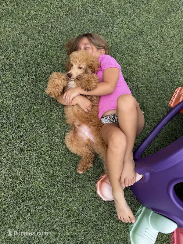 Akc Clear 🧬 At/At Ky/Ky b/b e/e Oliver – Poodle - Miniature  puppy for sale in Campbell, TX