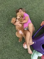 Akc Clear 🧬 At/At Ky/Ky b/b e/e Oliver, a male Poodle - Miniature  for sale in Campbell, TX – 1 of 10