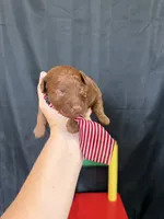 Akc Red Toy Poodle 💙, a male Poodle - Toy  for sale in Campbell, TX – 4 of 10