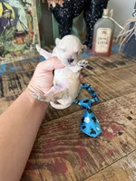 Cali’s Apricot Maltipoo Blue Tie, a male Maltipoo for sale in Campbell, TX – 2 of 10