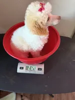 Akc Clear 🧬 Tested Chocolate Phantom Parti Girl, a female Poodle - Toy  for sale in Campbell, TX – 9 of 9