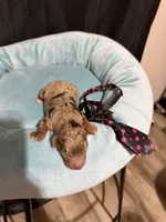 Akc Clear Chocolate Merle Phantom Black Tie, a male Poodle - Miniature  for sale in Campbell, TX – 6 of 10