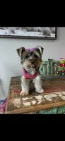 Mable, a female Yorkshire Terrier for sale in Campbell, TX – Photo 2 of 7
