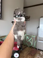 Akc Clear 🧬 tested Blue Merle Parti Stripes Tie, a male Poodle - Miniature  for sale in Campbell, TX – 10 of 10