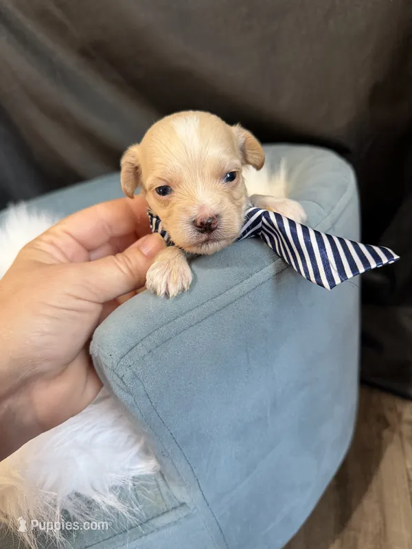 Maltipoo Boy! Blue Tie 💙 – Maltipoo puppy for sale in Campbell, TX