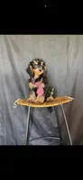 Akc Clear 🧬 Tested Clear Boy 💙, a male Poodle - Miniature  for sale in Campbell, TX – 3 of 10