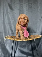 Akc Clear Red Toy Poodle Boy 💙 Brown Based, a male Poodle - Toy  for sale in Campbell, TX – 9 of 10