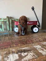 Akc Red Poodle Boy 💙, a male Poodle - Toy  for sale in Campbell, TX – 2 of 10
